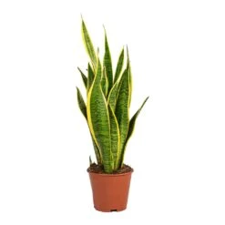 Sansevieria Trifasciata Laurentii - Variegated Snake Plant -Plant Supplies Sale Sansevieria trifasciata Laurentii Variegated Snake Plant Small