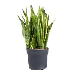 Sansevieria Trifasciata Laurentii - Variegated Snake Plant -Plant Supplies Sale Sansevieria trifasciata Laurentii Variegated Snake Plant XL