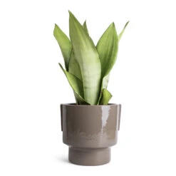 Aries Handles Plant Pot - Charcoal 13 Aries Handles Plant Pot - Charcoal -Plant Supplies Sale Sansevieria trifasciata Moonshine Snake Plant 14x45cm Aries Handles Plant Pot Charcoal 19x20cm 1823bc8b 838b 4df4 8d2d e8d8ea689467