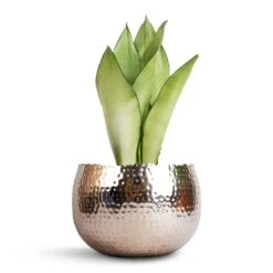 Hammered Bowl - Nickel With Black -Plant Supplies Sale Sansevieria trifasciata Moonshine Snake Plant 14x45cm Hammered Bowl Nickel with Black 19x14cm