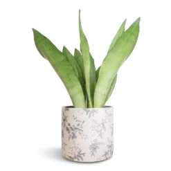 Lazzaro Plant Pot - Vintage Bird -Plant Supplies Sale Sansevieria trifasciata Moonshine Snake Plant 14x45cm Lazzaro Plant Pot Vintage Bird 18x16cm