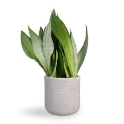 Angle Cylinder Plant Pot - White -Plant Supplies Sale Sansevieria trifasciata Moonshine Snake Plant 21x70cm Angle Cylinder Plant Pot White 24x24cm