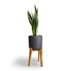 Charlie Plant Pot - Tall Stand - Black Washed 14 Charlie Plant Pot - Tall Stand - Black Washed -Plant Supplies Sale Sansevieria trifasciata Moonshine Snake Plant 21x70cm Charlie Plant Pot Tall Stand Black Washed 32x51cm