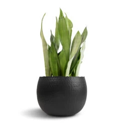Hammered Bowl - Black With Copper -Plant Supplies Sale Sansevieria trifasciata Moonshine Snake Plant 21x70cm Hammered Bowl Black with Copper 30x20cm 1