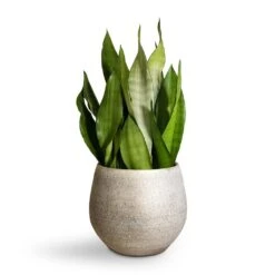 Noor Plant Pot - Metallic Grey 18 Noor Plant Pot - Metallic Grey -Plant Supplies Sale Sansevieria trifasciata Moonshine Snake Plant 21x70cm Noor Plant Pot Metallic Grey 27x25cm 2