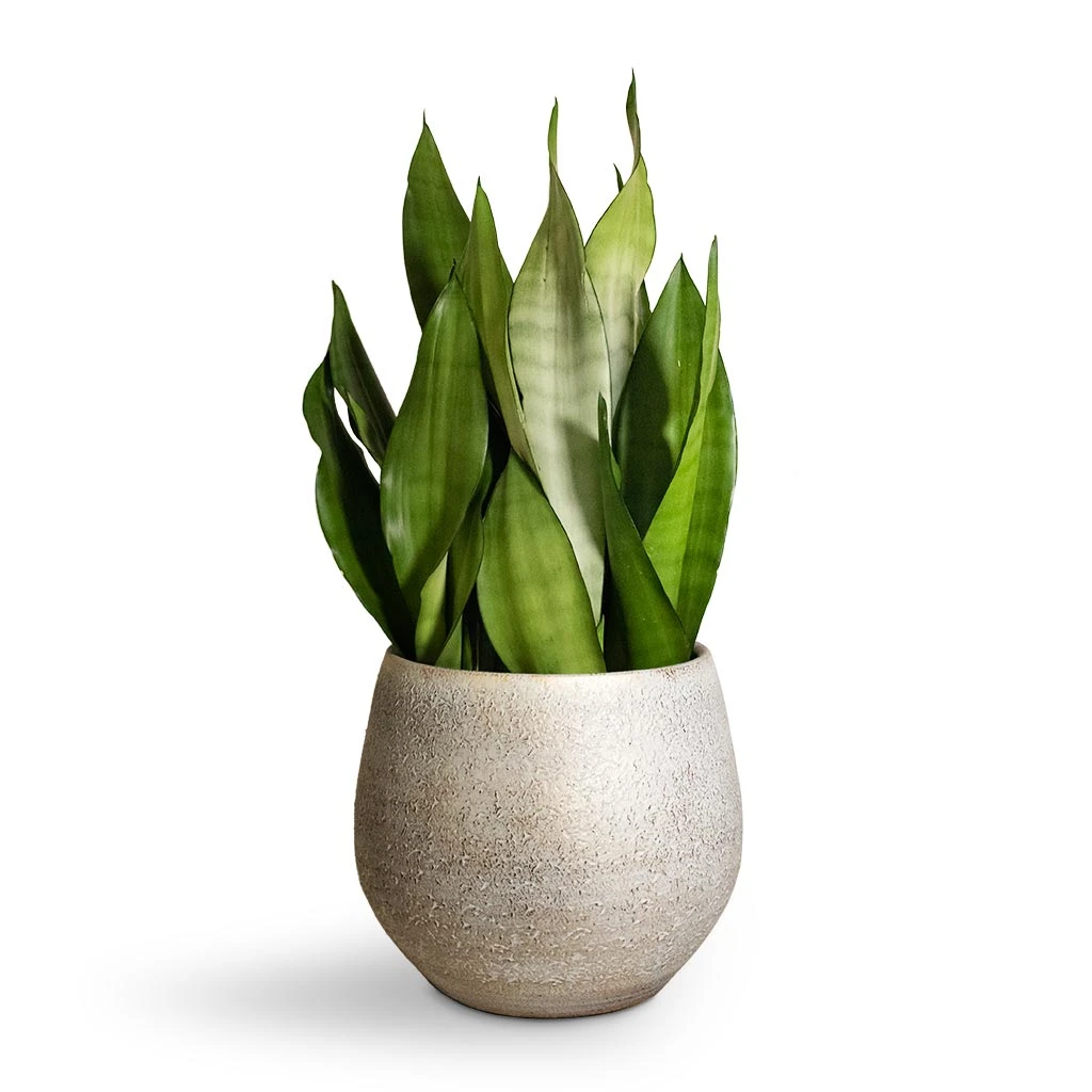 Noor Plant Pot - Metallic Grey 4 Noor Plant Pot - Metallic Grey - Image 4