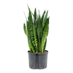 Sansevieria Zeylanica - HydroCare -Plant Supplies Sale Sansevieria zeylanica HydroCare 25 19x70cm