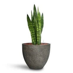 Sansevieria Zeylanica - HydroCare -Plant Supplies Sale Sansevieria zeylanica HydroCare Cement Stone Cody Plant Pot Granite Grey