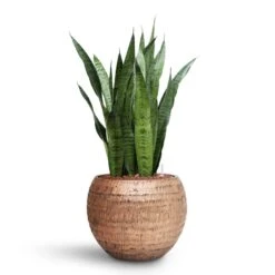 Opus Hammered Globe Planter - Gold -Plant Supplies Sale Sansevieria zeylanica HydroCare Opus Hammered Globe Planter Gold dfa84456 bac5 45dd 8e9c cff902644f84