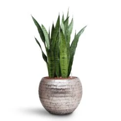 Sansevieria Zeylanica - HydroCare -Plant Supplies Sale Sansevieria zeylanica HydroCare Opus Hammered Globe Planter Silver