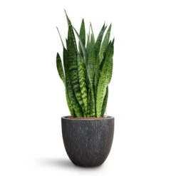 Raindrop Egg Planter - Anthracite -Plant Supplies Sale Sansevieria zeylanica HydroCare Raindrop Couple Planter Anthracite