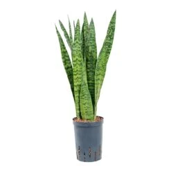 Sansevieria Zeylanica - HydroCare -Plant Supplies Sale Sansevieria zeylanica Hydroculture 15 19x60cm