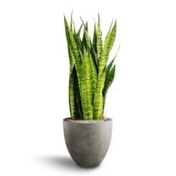 Grigio Egg Pot Planter - Natural Concrete -Plant Supplies Sale Sansevieria zeylanica Hydroculture Grigio Egg Pot Planter Natural Concrete 2ccd35f3 123f 42f5 ab86 f43d01f961be