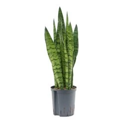 Sansevieria Zeylanica - HydroCare -Plant Supplies Sale Sansevieria zeylanica Hydroculture Indoor Plant Small