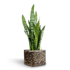Lava Cube Relic Planter - Black 14 Lava Cube Relic Planter - Black -Plant Supplies Sale Sansevieria zeylanica Hydroculture Lava Cube Relic Planter Black