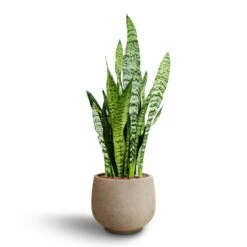Sansevieria Zeylanica - HydroCare -Plant Supplies Sale Sansevieria zeylanica Hydroculture Mini Pixie Plant Pot Grey Washed