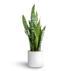 Sansevieria Zeylanica - HydroCare -Plant Supplies Sale Sansevieria zeylanica Hydroculture Puk Planter Matt White