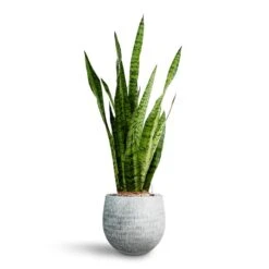 Sansevieria Zeylanica - HydroCare -Plant Supplies Sale Sansevieria zeylanica Hydroculture Ryan Plant Pot White Black