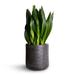 Angle Cylinder Plant Pot - Anthracite -Plant Supplies Sale Sansevieria zeylanica Silver Flame Snake Plant 21x60cm Angle Cylinder Plant Pot Anthracite 24x24cm 06cf4dcc f26c 473b b95c edff0e78ae3c