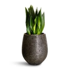 Opus Hit Darcy Planter - Silver 28 Opus Hit Darcy Planter - Silver -Plant Supplies Sale Sansevieria zeylanica Silver Flame Snake Plant 21x60cm Opus Hit Darcy Planter Silver 38x42cm 4246704f a5d5 40cd bc33 091427bffb93