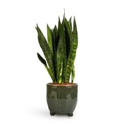 Sansevieria Zeylanica - Snake Plant -Plant Supplies Sale Sansevieria zeylanica Snake Plant 14x50cm Kaat Plant Pot Green 16x16cm