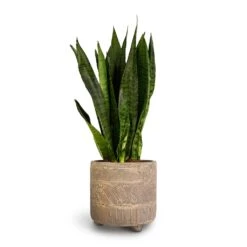 Sansevieria Zeylanica - Snake Plant -Plant Supplies Sale Sansevieria zeylanica Snake Plant 14x50cm Nola Plant Pot Shiny Earth 17x16cm