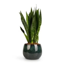 Sansevieria Zeylanica - Snake Plant -Plant Supplies Sale Sansevieria zeylanica Snake Plant 14x50cm Odile Plant Pot Petrol 19x14cm 2c0af5d4 814e 4303 8f95 25848897fd75