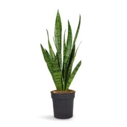 Sansevieria Zeylanica - Snake Plant -Plant Supplies Sale Sansevieria zeylanica Snake Plant 15x50cm