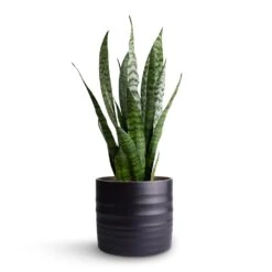 Hadleigh Plant Pot - Charcoal 17 Hadleigh Plant Pot - Charcoal -Plant Supplies Sale Sansevieria zeylanica Snake Plant 15x50cm Hadleigh Plant Pot Charcoal 17x15cm 3f01eb7a 9882 4a26 9f35 11cdbd618a8f