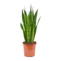 Sansevieria Zeylanica - Snake Plant -Plant Supplies Sale Sansevieria zeylanica Snake Plant 17x50cm