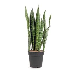 Sansevieria Zeylanica - Snake Plant -Plant Supplies Sale Sansevieria zeylanica Snake Plant 21x100cm