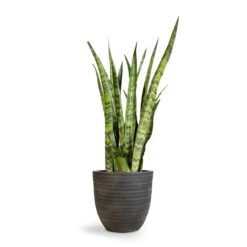 Sansevieria Zeylanica - Snake Plant -Plant Supplies Sale Sansevieria zeylanica Snake Plant 21x70cm Angle Couple Plant Pot Anthracite 30x28cm 2 4e3de4c8 d714 41a3 9a89 ad56f048bc49
