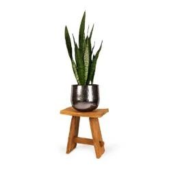 Sansevieria Zeylanica - Snake Plant -Plant Supplies Sale Sansevieria zeylanica Snake Plant 21x70cm Jenna Metal Plant Pots Set of 3 Lead dba41d2b 6f44 4b3b 9d30 00b6d5774747