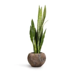 Luxe Lite Waterfall Globe Planter - Bronze -Plant Supplies Sale Sansevieria zeylanica Snake Plant 21x70cm Luxe Lite Waterfall Globe Planter Bronze 33x24cm