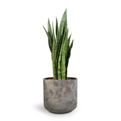 Sansevieria Zeylanica - Snake Plant -Plant Supplies Sale Sansevieria zeylanica Snake Plant 21x70cm Saar Plant Pot Earth Cement 26x25cm