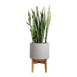 Vigo Plant Pot With Wooden Stand - Concrete Grey -Plant Supplies Sale Sansevieria zeylanica Snake Plant 21x70cm Vigo Plant Pot with Wooden Stand Concrete Grey 28x37cm