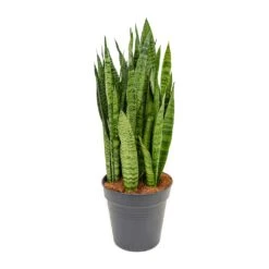 Sansevieria Zeylanica - Snake Plant -Plant Supplies Sale Sansevieria zeylanica Snake Plant 21x80cm