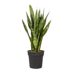 Sansevieria Zeylanica - Snake Plant -Plant Supplies Sale Sansevieria zeylanica Snake Plant 21x80cm 2177ff2d 2527 480c b9fe fa5a83387048