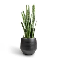 Norell Plant Pot - Black -Plant Supplies Sale Sansevieria zeylanica Snake Plant 30x100cm Norell Plant Pot Black 42x38cm 9a5ab1ca 220a 45d2 a64d 18ee1ab18afb