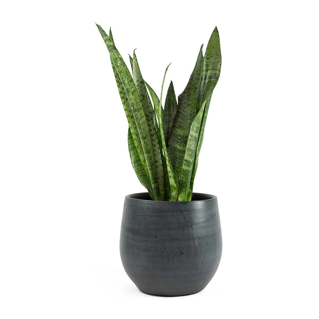 Esra Plant Pot - Graphite 6 Esra Plant Pot - Graphite - Image 6