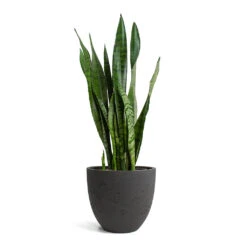 Mini Jesslyn Plant Pot - Black Washed -Plant Supplies Sale Sansevieria zeylanica Snake Plant Mini Jesslyn Plant Pot Black Washed