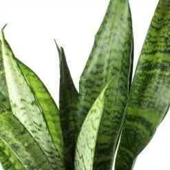 Sansevieria Zeylanica - HydroCare -Plant Supplies Sale Sansevieria zeylanica Snake Plant Stems 685a514e c861 42ae 874d e943caad3d8b
