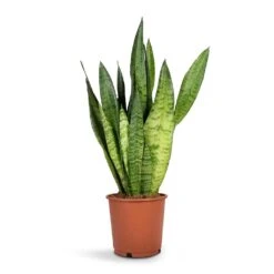Sansevieria Zeylanica - Snake Plant -Plant Supplies Sale Sansevieria zeylanica Snake Plant14x50cm