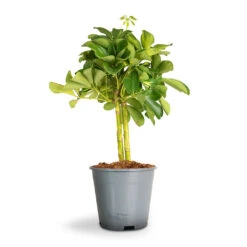 Schefflera Gold Capella - Stemmed Dwarf Umbrella Tree -Plant Supplies Sale Schefflera Arboricola Dwarf Umbrella Tree 2