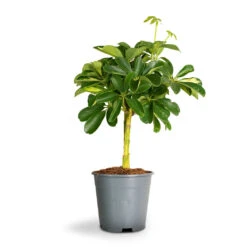 Schefflera Gold Capella - Stemmed Dwarf Umbrella Tree -Plant Supplies Sale Schefflera Arboricola Dwarf Umbrella Tree