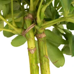 Schefflera Gold Capella - Stemmed Dwarf Umbrella Tree -Plant Supplies Sale Schefflera Arboricola Dwarf Umbrella Tree 5