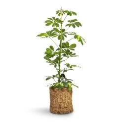 Schefflera Gold Capella - Dwarf Umbrella Tree -Plant Supplies Sale Schefflera Gold Capella Dwarf Umbrella Tree 17x80cm Ido Plant Baskets Set5 Natural