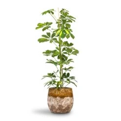 Schefflera Gold Capella - Dwarf Umbrella Tree -Plant Supplies Sale Schefflera Gold Capella Dwarf Umbrella Tree 17x80cm Lindy Plant Pot Ochre 23x20cm