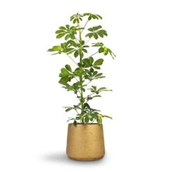 Schefflera Gold Capella - Dwarf Umbrella Tree -Plant Supplies Sale Schefflera Gold Capella Dwarf Umbrella Tree 17x80cm Patt Plant Pot Metallic Gold 23x20cm