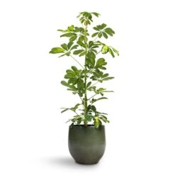 Schefflera Gold Capella - Dwarf Umbrella Tree -Plant Supplies Sale Schefflera Gold Capella Dwarf Umbrella Tree 17x80cm Zembla Plant Pot Green 22x20cm